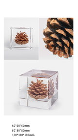 Elegant Pine Cone in Crystal Clear Resin Cube