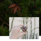 Elegant Pine Cone in Crystal Clear Resin Cube