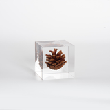 Elegant Pine Cone in Crystal Clear Resin Cube