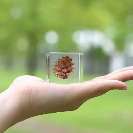 Elegant Pine Cone in Crystal Clear Resin Cube