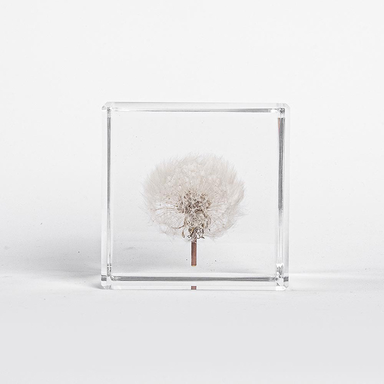 Dandelion Cube