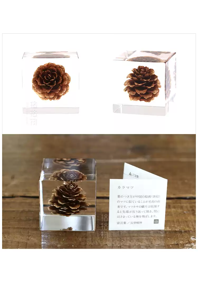 Elegant Pine Cone in Crystal Clear Resin Cube