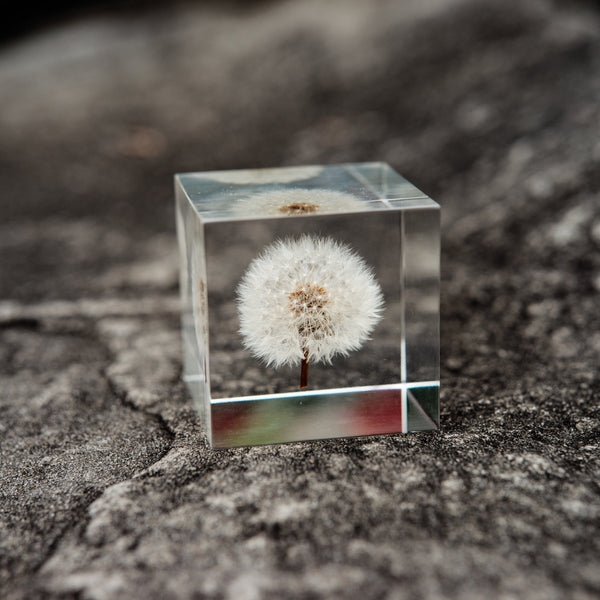 Dandelion Cube, paperweight, shelf sitter decor, room decoration, home decor, super clear