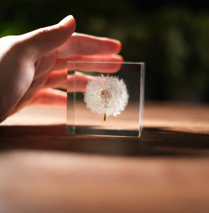 Dandelion Cube, paperweight, shelf sitter decor, room decoration, home decor, super clear