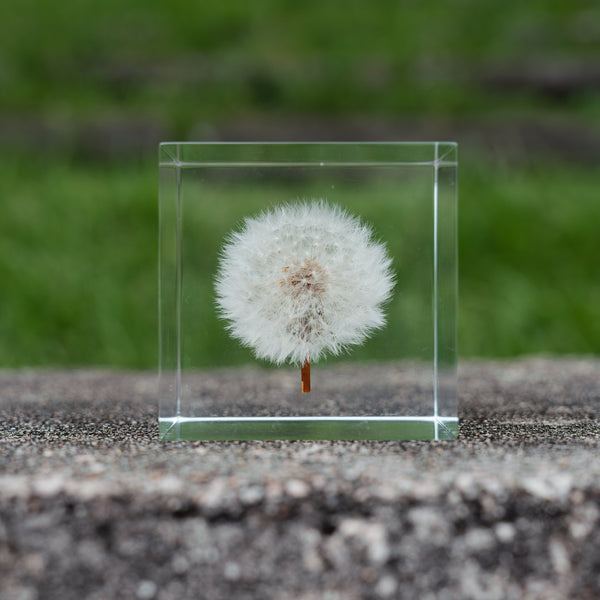 Dandelion Cube, paperweight, shelf sitter decor, room decoration, home decor, super clear